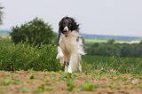 BARZOI 094